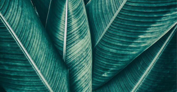 The Messenger of the Sea image